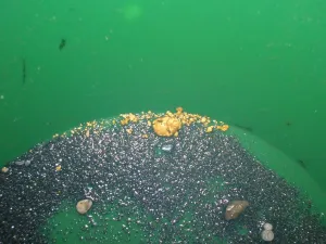 Gold Paydirt 2 LB from Colorado - Unsearched Gold Paydirt Bags - Pan at Home - Guaranteed Gold