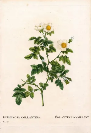 MHWZYTQFZ Famous Canvas Picture Art Classic Canvas Picture Vaillant's sweetbriar rose Rosa rubiginosa variety L'Eglantine de Vaillant by Pierre Redouté for Hallway Decor 60x90cm