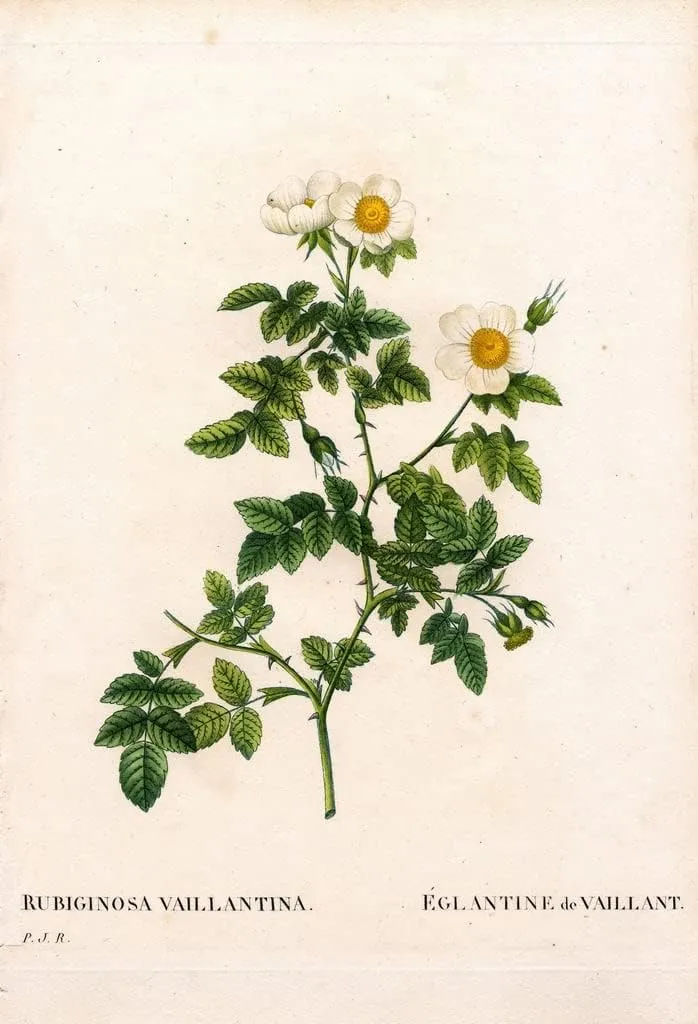 MHWZYTQFZ Famous Canvas Picture Art Classic Canvas Picture Vaillant's sweetbriar rose Rosa rubiginosa variety L'Eglantine de Vaillant by Pierre Redouté for Hallway Decor 60x90cm